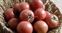 「Tomato Jos」获 390 万欧元 A 轮融资,解决尼日利亚番茄浪费问题
