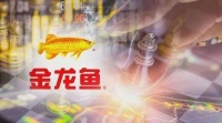 粮油界巨无霸金龙鱼今上市，会是下一个茅台吗？