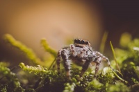 从仿生蜘蛛到微生物护肤，生物技术加速器 IndieBio孵化了哪些黑科技公司？