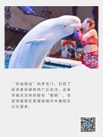 大连圣亚:搁浅的“大白鲸”