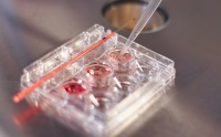 CXO上游企业多宁生物递表港股，三年并购9公司撑大业务盘丨IPO速递